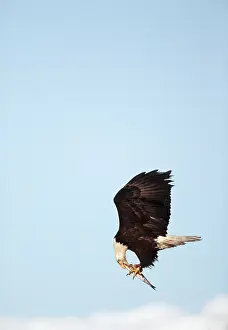 Eagles: BALD EAGLE - eating fish in flight