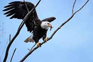 Squaw: Bald Eagle Feeds in Tree