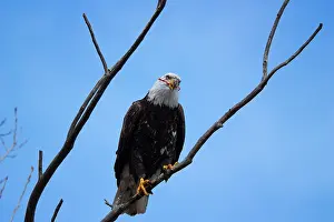 Squaw: Bald Eagle Feeds in Tree