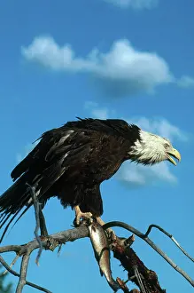 Leucocephalus: Bald Eagle with Fish