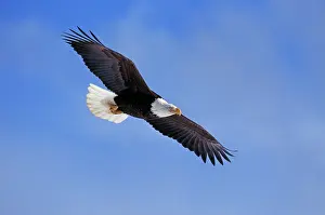 Bald Eagle - In flight