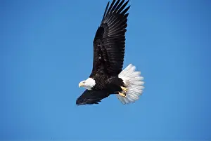 Eagles: BALD EAGLE - in flight