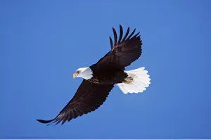 Eagles: BALD EAGLE - in flight