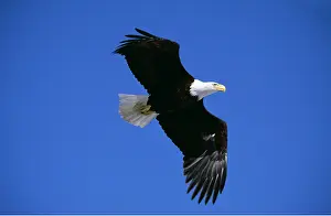 Eagles: BALD EAGLE - in flight from below