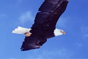 Underside: BALD EAGLE - in flight from below