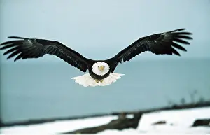 Eagles: BALD EAGLE - in flight