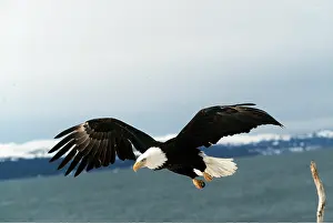 Eagles: BALD EAGLE - in flight