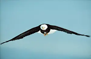 Bald: BALD EAGLE - in flight