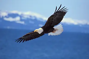 Power: Bald Eagle - In flight