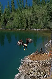 Arriving: Bald Eagle - in flight - arriving at nest - with young