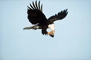Eagles: Bald Eagle - in flight, carrying fish