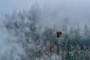 Washington: Bald eagle in flight in Cascade mountains, Washington State