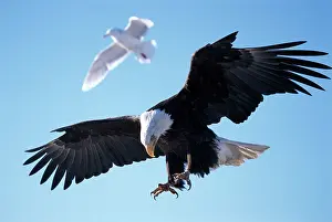 Talon: Bald EAGLE - in flight about to dive, followed by a Gull