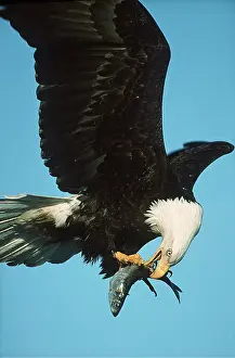 Eagles: BALD EAGLE - in flight eating fish