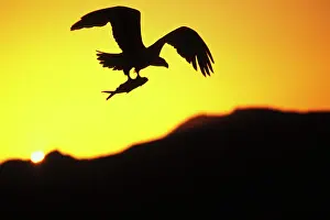 Silhouettes: Bald Eagle In flight, with fish