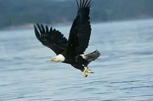 Freshly: Bald Eagle in flight with freshly caught fish