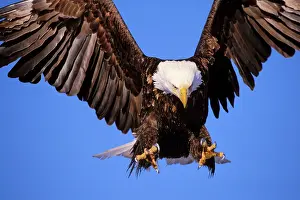 Preparing: Bald Eagle - In flight, preparing to land