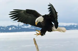 Talon: BALD EAGLE - in flight above snow