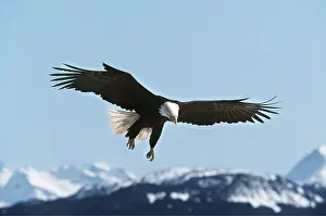 Eagles: BALD EAGLE - in flight with snow covered mountains