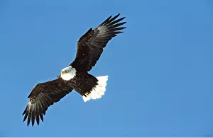 BALD EAGLE - in flight, soaring