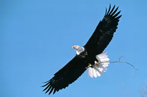 Outstretched: Bald Eagle in Flight with Stick