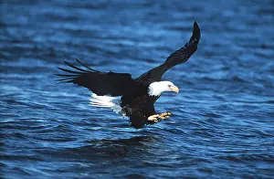 Eagles: BALD EAGLE - In flight over water