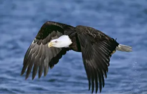 Eagles: BALD EAGLE - in flight over water