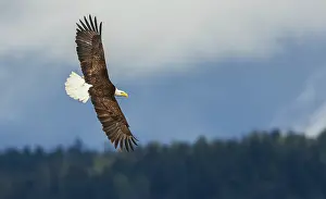 Canal: Bald eagle flyby, in search of a meal, Washington