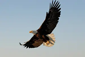 Talons: Bald Eagle flying with fish in its talons