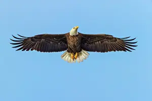 Haliaeetus: Bald eagle flying, Florida