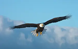Keren: Bald Eagle flying, Homer, Alaska, USA