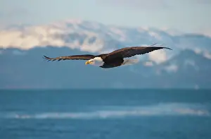 Keren: Bald Eagle flying over the ocean, snow mountain