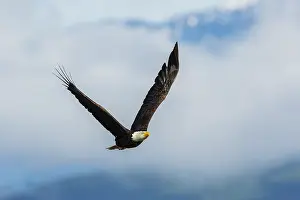 Ken Archer: Bald eagle flying, passing in front the Olympic Mountains