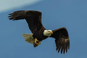 Ken Archer: Bald eagle flying past with its freshly caught breakfast