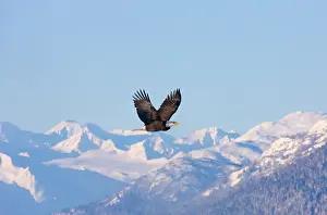 Keren: Bald Eagle flying over snow mountain, Haines, Alaska, USA