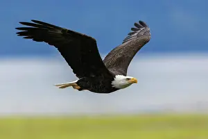 Canal: Bald eagle with a freshly caught meal, Washington