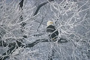 Limb: Bald Eagle in frost-covered tree