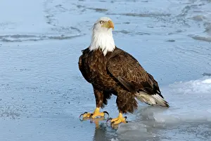 Kachemak: Bald Eagle (Haliaeetus leucocephalus)