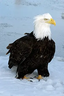 Kachemak: Bald Eagle (Haliaeetus leucocephalus)