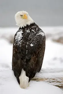Leucocephalus: Bald Eagle (Haliaeetus leucocephalus)