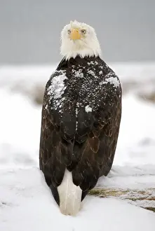 Leucocephalus: Bald Eagle (Haliaeetus leucocephalus)