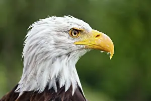 Leucocephalus: Bald eagle (Haliaeetus leucocephalus), animal portrait