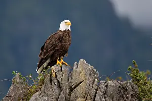 Leucocephalus: Bald Eagle (Haliaeetus leucocephalus), British Columbia