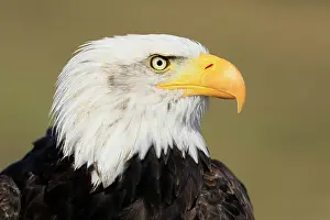 Slovakia: Bald eagle (Haliaeetus leucocephalus), adult, animal