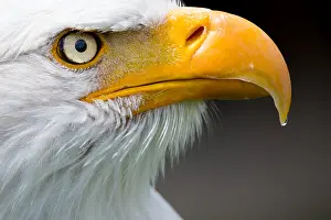 Opened: Bald eagle (Haliaeetus leucocephalus), animal portrait