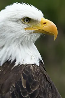 Observing: Bald eagle, Haliaeetus leucocephalus