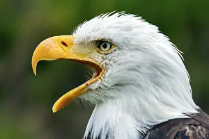 Opened: Bald eagle, Haliaeetus leucocephalus