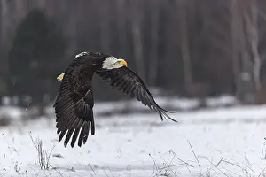 Birches: One Bald Eagle, Haliaeetus leucocephalus