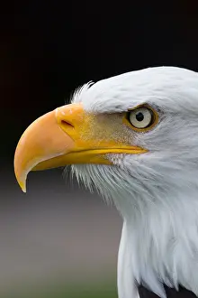 Section: Bald eagle (Haliaeetus leucocephalus)