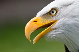 Opened: Bald eagle (Haliaeetus leucocephalus)